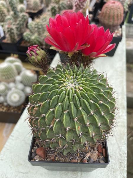 Lobivia cinnabarina